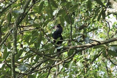 Bycanistes subcylindricus