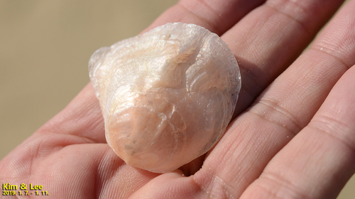 Anomia cytaeum