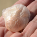Anomia cytaeum
