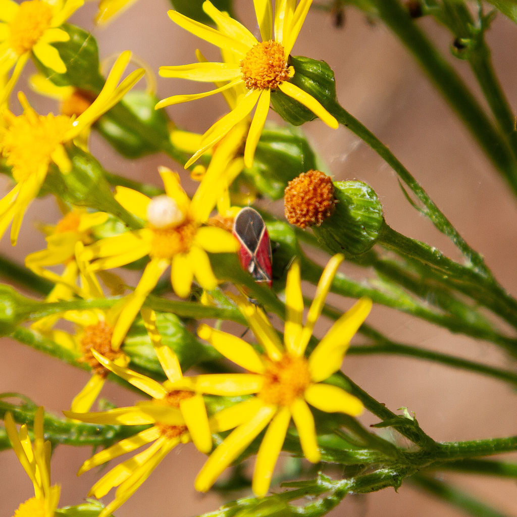 White-crossed Seed Bug from Saratoga Passage, Greenbank, WA, US on July ...