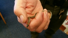 Diadophis punctatus similis