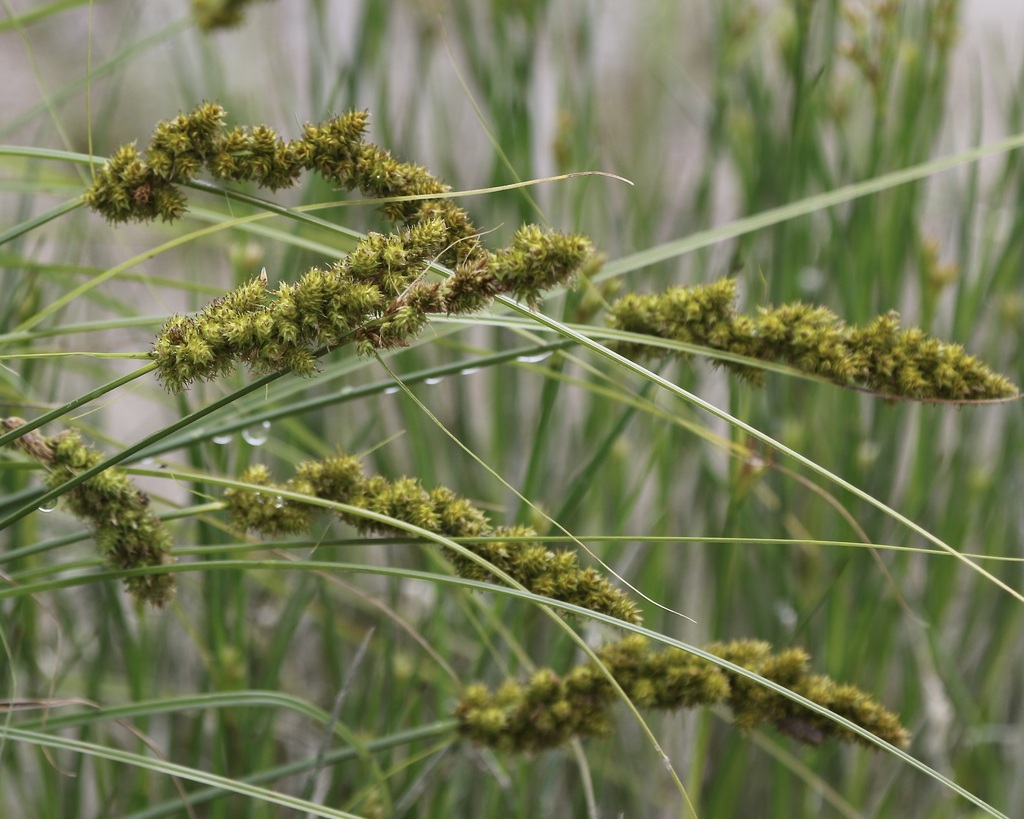 fox sedge from West Woodbine Beach Habitat, Toronto, ON, Canada on June ...