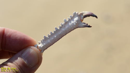 Enoplolambrus laciniatus