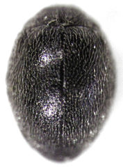 Stethorus histrio