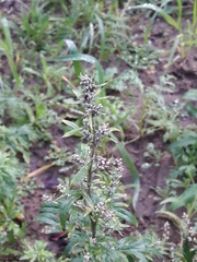 Artemisia vulgaris