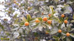 Citrus japonica