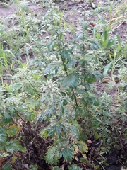 Artemisia vulgaris