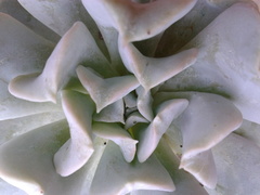 Echeveria runyonii