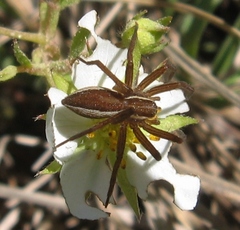 Dolomedes striatus