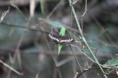 Papilio menestheus
