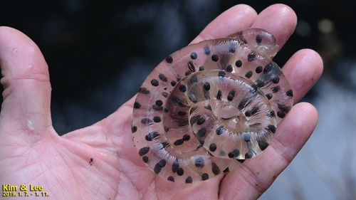 Cheju Salamander, Hynobius quelpaertensis