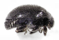 Stethorus histrio