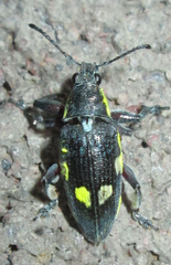 Polyclaeis longicornis