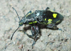 Polyclaeis longicornis