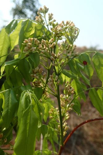 Stereospermum euphorioides