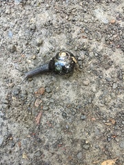 Victaphanta compacta