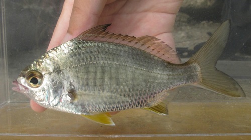 Japanese silver-biddy (Gerres japonicus) — Gerreidae — 2