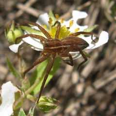 Dolomedes striatus
