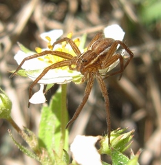 Dolomedes striatus