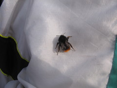 Bombus ruderarius