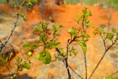 Karomia microphylla image