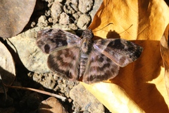 Ebrietas anacreon