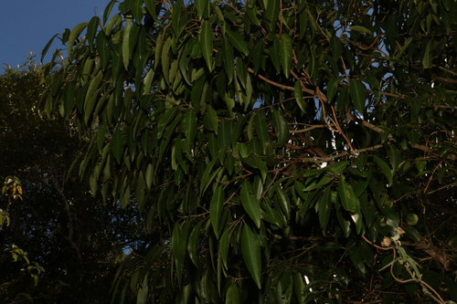 Image of Geijera salicifolia by (c) Greg Tasney, some rights reserved (CC BY-SA)