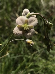Heliophila rigidiuscula
