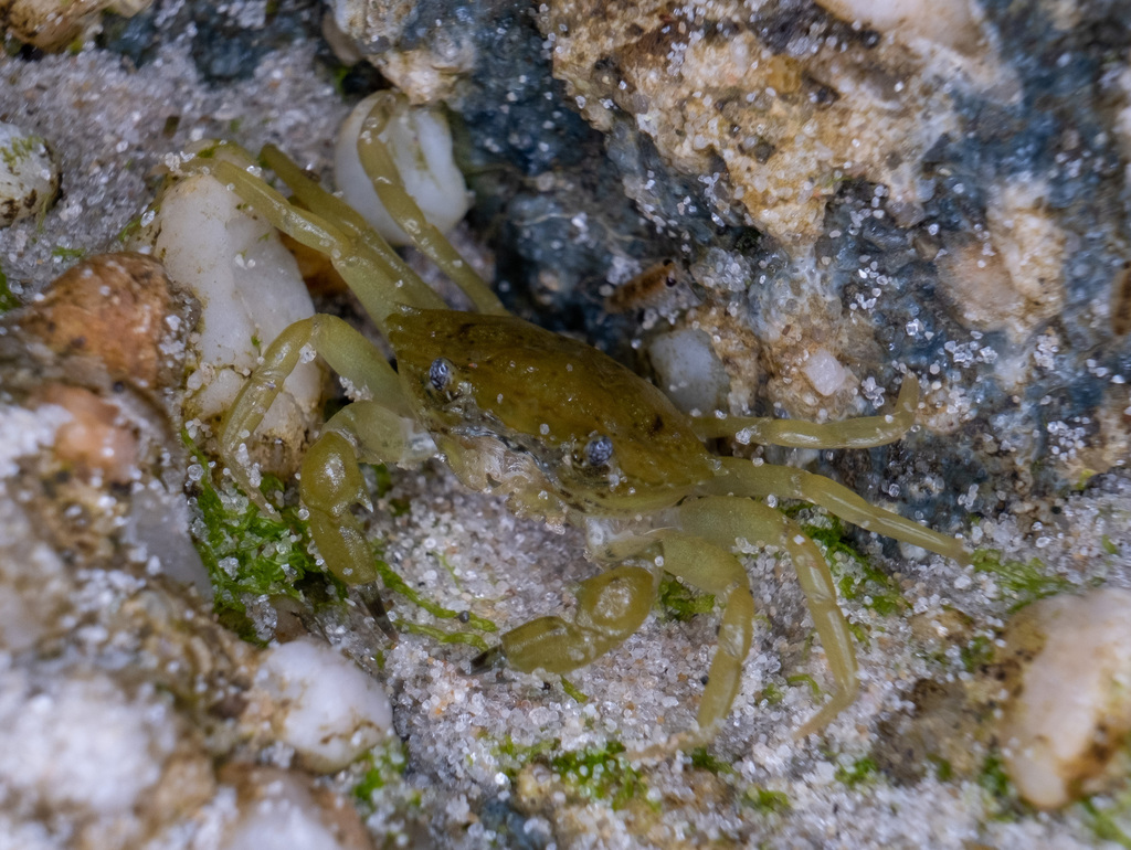 European Green Crab from Lewes, DE 19958, USA on July 9, 2023 at 0949