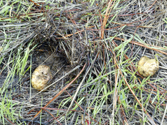 Glaucomys oregonensis