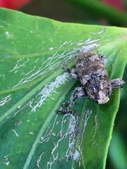 Prosoplus bankii