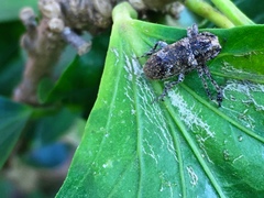 Prosoplus bankii