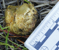 Glaucomys oregonensis