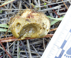 Glaucomys oregonensis