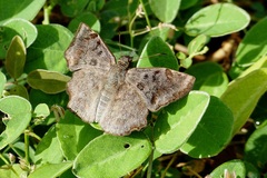 Antigonus erosus