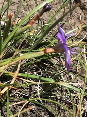 Moraea alpina