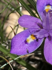 Moraea alpina