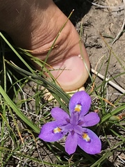 Moraea alpina