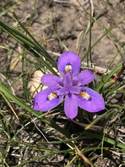 Moraea alpina