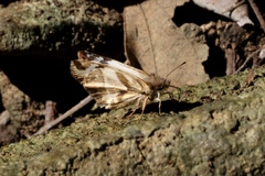 Heliopetes laviana