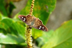 Polygonus savigny savigny