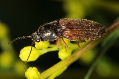 Hemicrepidius