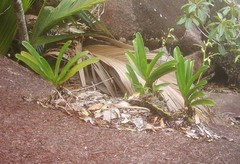 Angraecum eburneum superbum