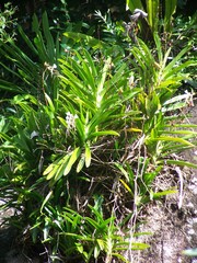 Angraecum eburneum superbum