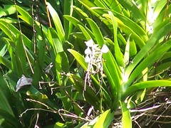 Angraecum eburneum superbum