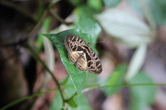 Catuna crithea