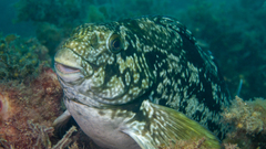 Aplodactylus arctidens