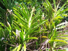 Angraecum eburneum superbum