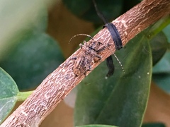 Prosoplus bankii