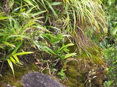 Angraecum eburneum superbum